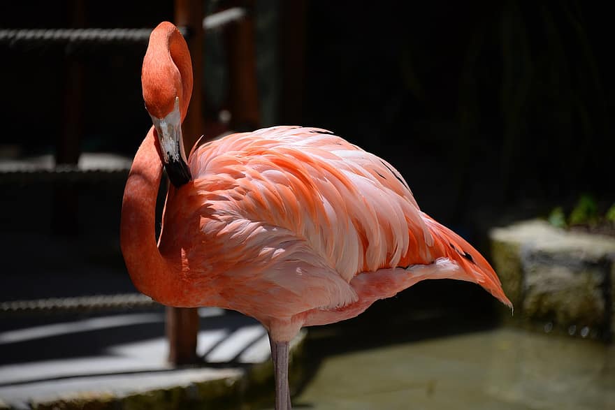 flamingo, vogel, natuur, veer, bek, detailopname, dieren in het wild, multi gekleurd, roze kleur, tropisch klimaat, water