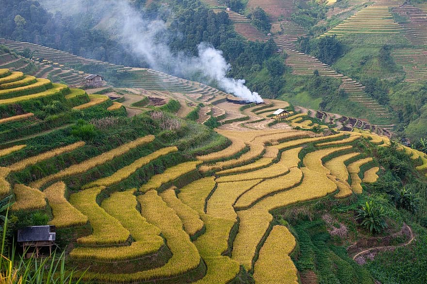 teraszok, rizs, mu cang chai, Vietnam, La Forest, mező, tájkép, ültetvény, mezőgazdasági, mezőgazdaság, természet
