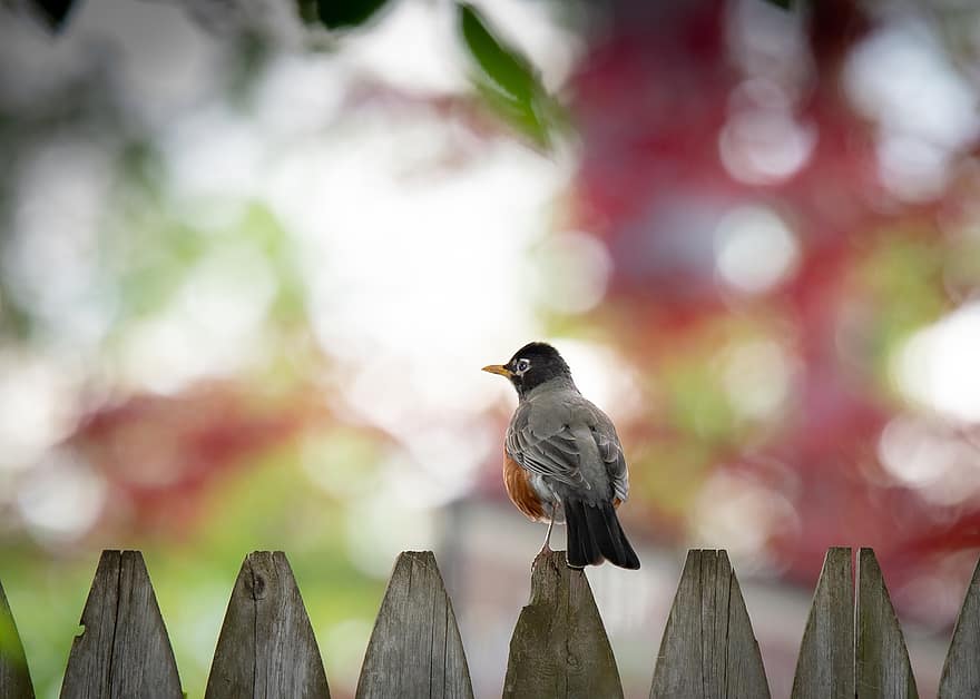 robin, burung, pagar