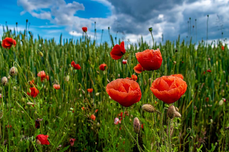 poppy, felt, kanten av feltet, valmueblomst, valmuer, røde blomster, skyet, flora, natur