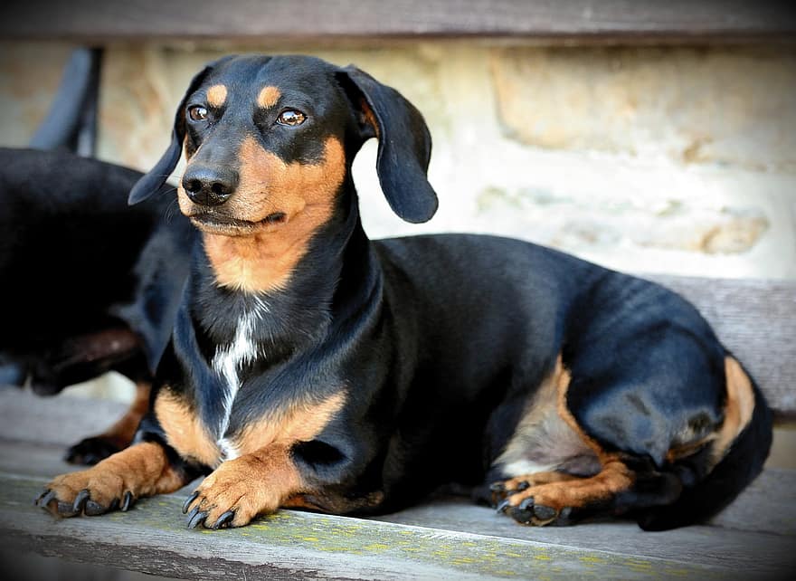 कुत्ता, Dachshund, पालतू पशु, पशु चित्र, भूरा, फर, पालतू फोटोग्राफी