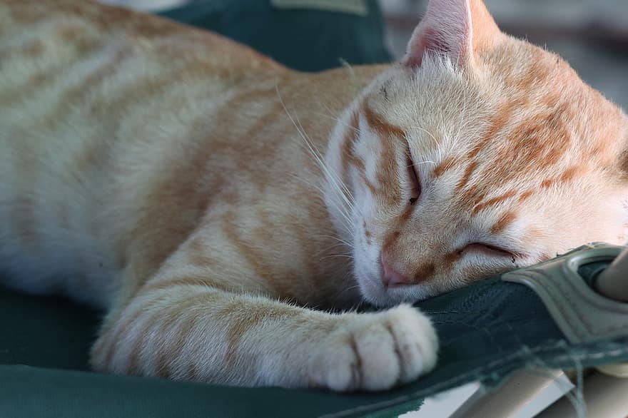 kot, spanie, zwierzę domowe, we śnie, śpiący kot, spoczynkowy, mora, pomarańczowy pręgowany, pręgowany kot, koteczek, koci