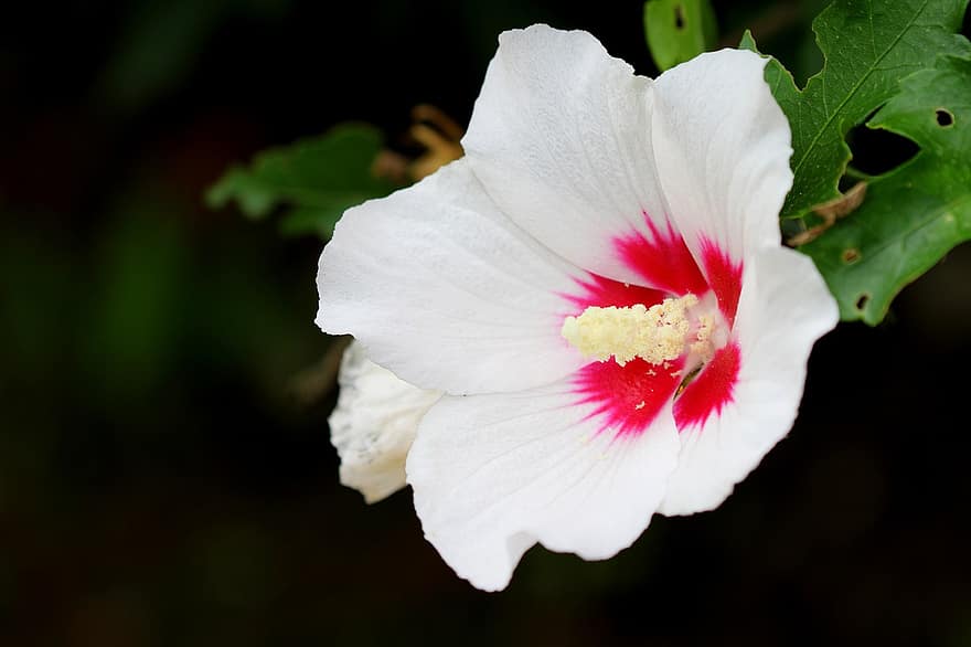 Гібіскус звичайний, квітка, троянда шарона, сад, пелюстки, білі пелюстки, біла квітка, цвітіння, флора, Рослина