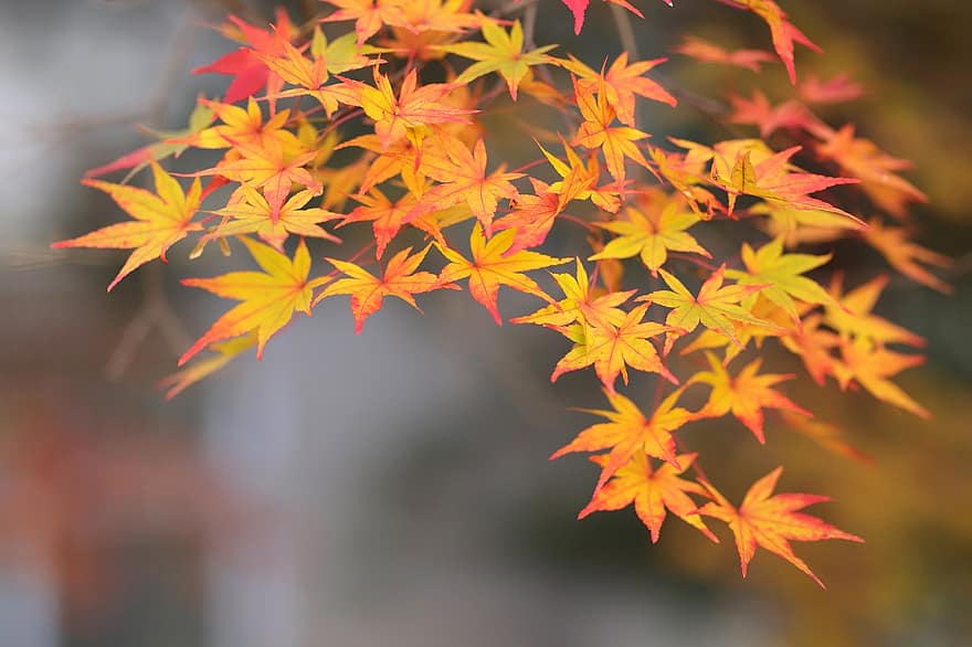 árbol de arce, otoño, naturaleza, hojas de arce, temporada