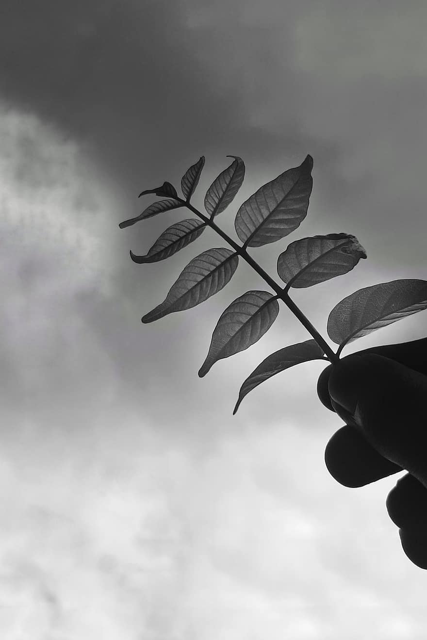 Leaves, Branch, Plant, Hand, Sky, Clouds, Dark, Monochrome, leaf, tree, close-up