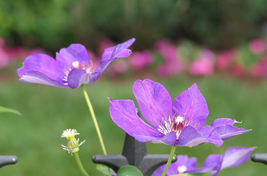 bunga-bunga, clematis ungu, clematis, kelopak, kelopak ungu, berkembang, mekar, flora
