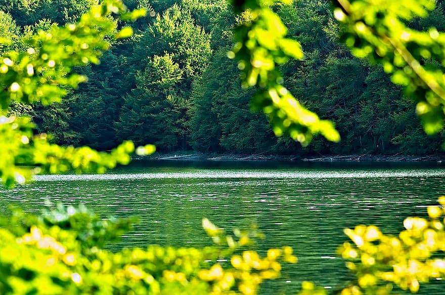 arvores, lago, sai, floresta, madeiras, folhas verdes, verão, cor verde, árvore, agua, panorama