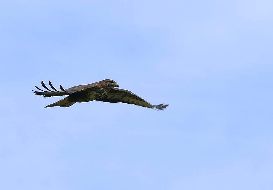 halcón común, buteo buteo, ave de rapiña, pájaro, zopilote, buteo