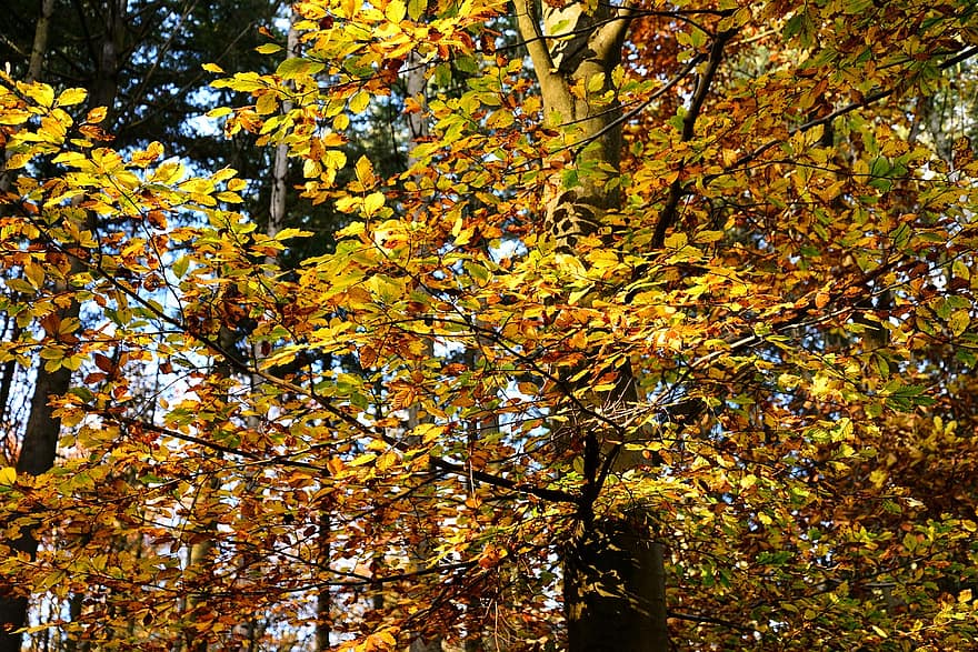 森林、秋、木、森の中、自然、葉、黄、シーズン、マルチカラー、10月、工場