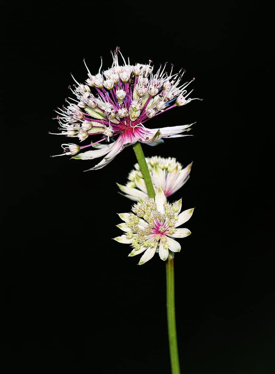 위대한 masterwort, 꽃들, 식물, 흰 꽃, 꽃, 자연, 봄, 어두운