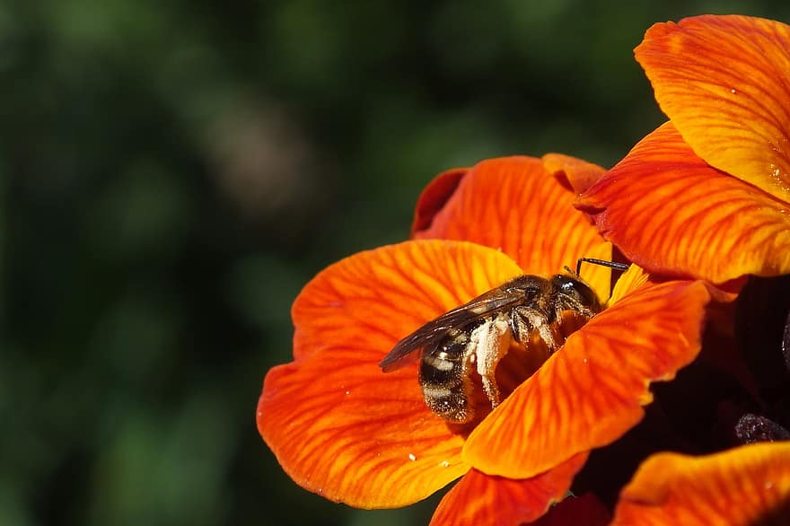 pszczoła, dzika pszczoła, pszczoła miodna, kochanie, nektar, pyłek, kwiat, kwitnąć, zapylanie, latający owad, zapylacz