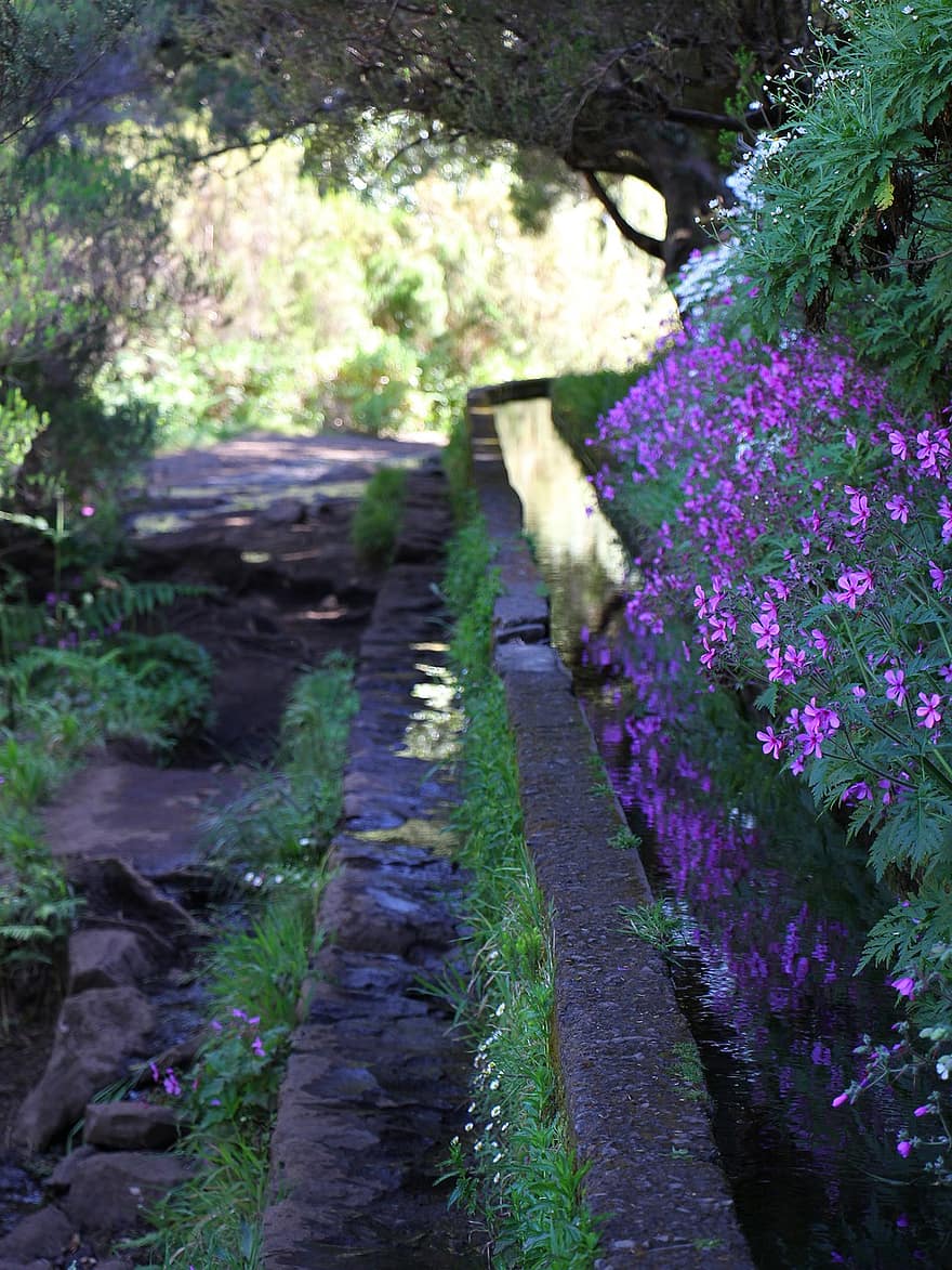 kelias, žiedai, saloje, levada, Madeira, violetinė, drėkinimas, medis, žalia spalva, augalų, vasara