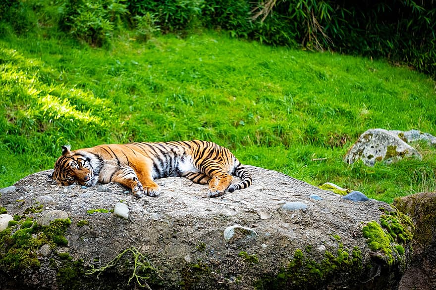 harimau, licik, kucing garong, sedang tidur, tidur sebentar, karnivor, terancam punah, mamalia, predator, sumatera