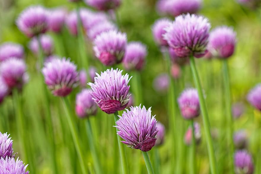 Chives, Blossoms, Plant, Garden, Pink, Flowers