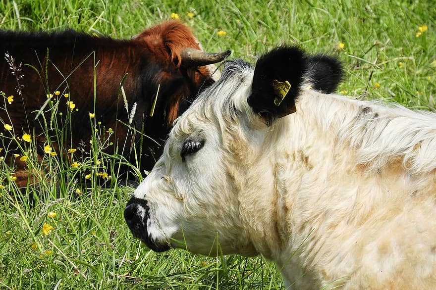 køer, dyr, eng, græs, natur, kvæg, gård, ko, landlige scene, græsning, husdyr