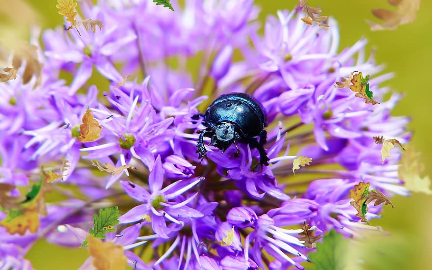 kumbang, bunga-bunga, bunga ungu, coleoptera, serangga, arthropoda, flora, fauna, berkembang, mekar, merapatkan