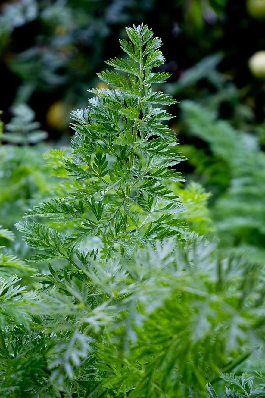 Parsley, Herb, Plant, Edible, Organic, Natural, Leaves, Garden, Nature