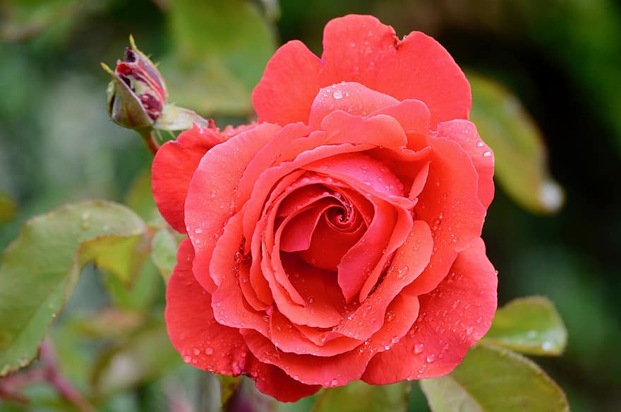 Rosa, flor, floración, pétalos, verano, lluvia, gota de agua, temblar, jardín, planta, goteo