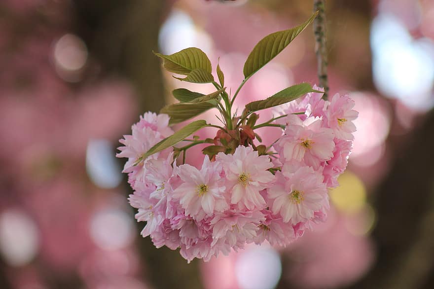 bunga sakura, bunga-bunga, musim semi, ceri, bunga-bunga merah muda, mekar, berkembang, cabang, pohon, alam, merapatkan