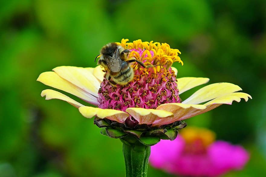 земна пчела, цветен прашец, циния, насекомо, опрашвам, опрашване, разцвет, цвят, ципокрили, крилато насекомо, флора