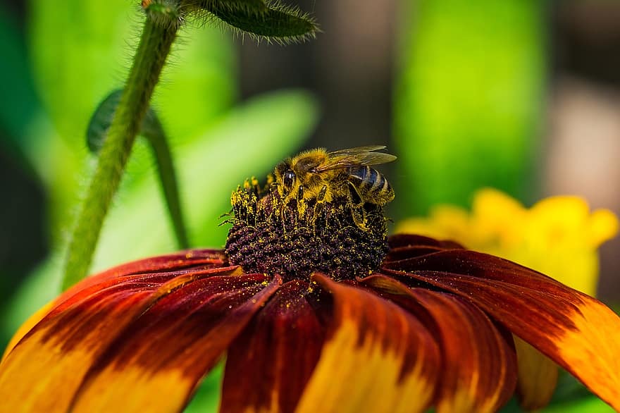 včela, hmyz, květ, zvíře, rudbekie, coneflower, kvetoucí rostlina, okrasné rostliny, rostlina, flóra, zahrada