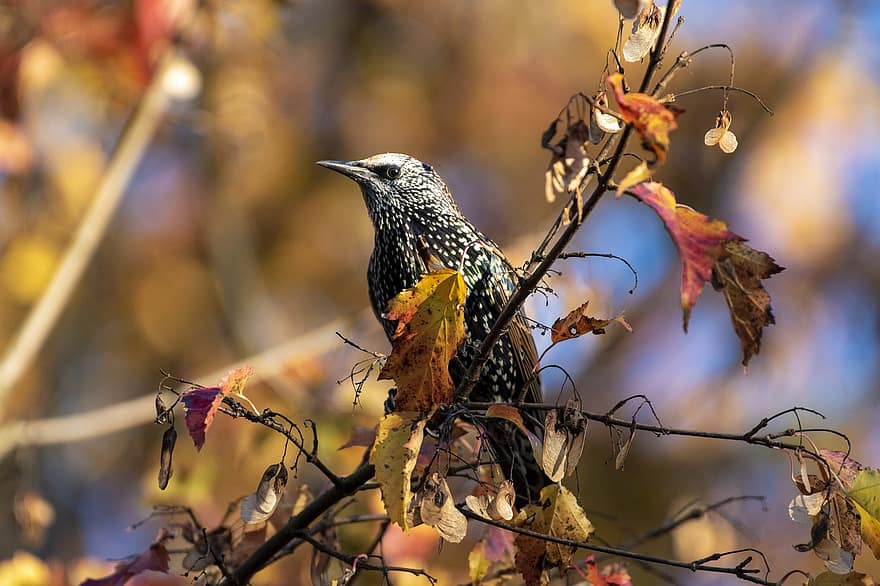 鳥、自然、秋、紅葉、ブランチ、マルチカラー、木、くちばし、閉じる、フェザー、野生の動物