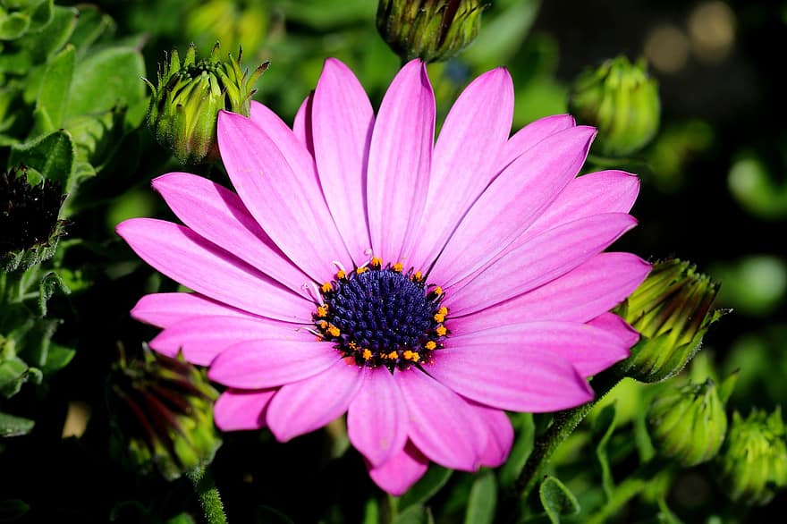 xem siêu tối đa, osteospermum, hoa cúc châu phi, Demoru, hoa cúc, gazania, Cape Margaret, cape daisy, bông hoa, những bông hoa đẹp, hoa dại