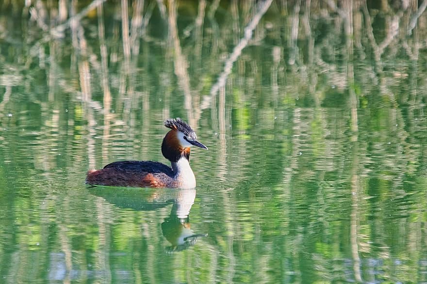 Great Crested Grebe, Lake, Bird, Podiceps Cristatus, Water Bird, Nature, Water, Avian, pond, feather, beak