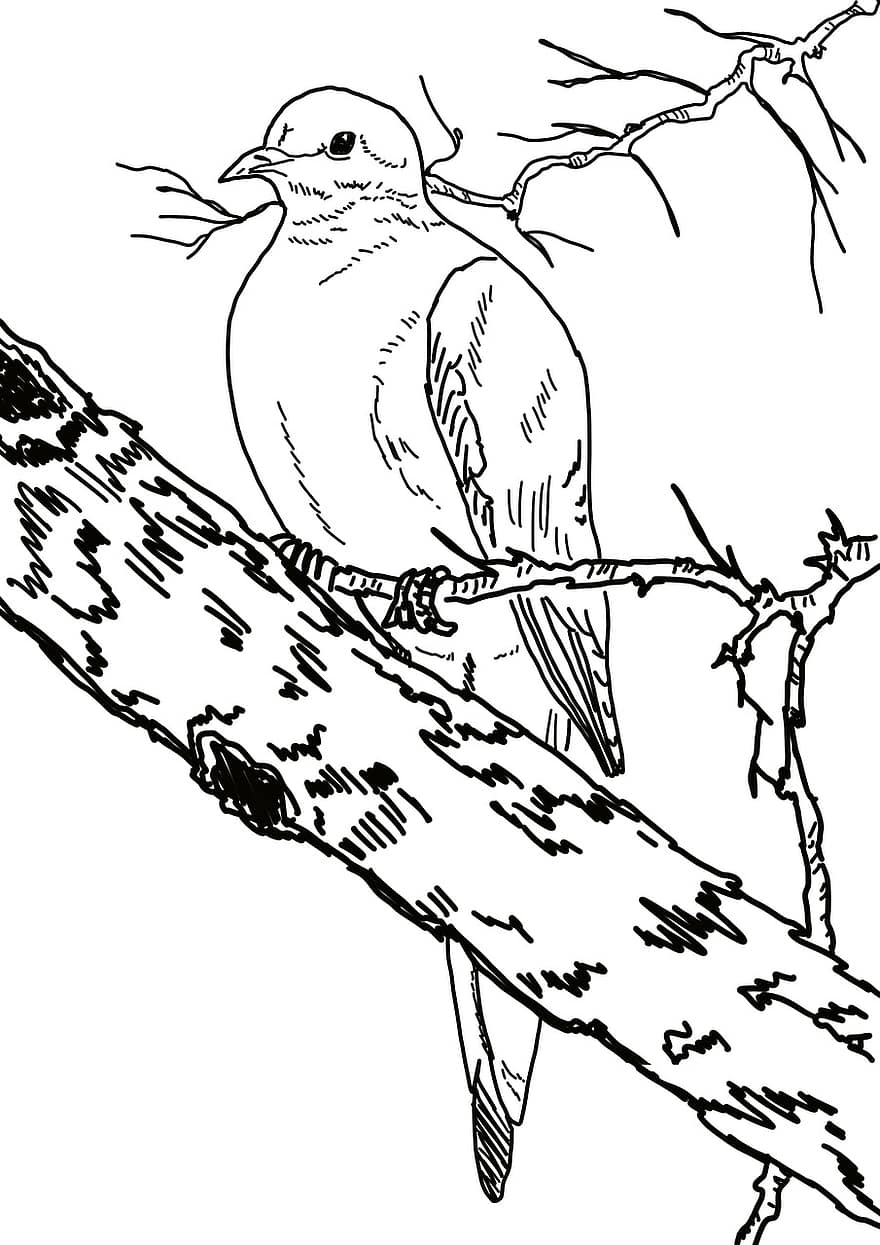 oiseau, noir et blanc, esquisser, branche, colombe de deuil