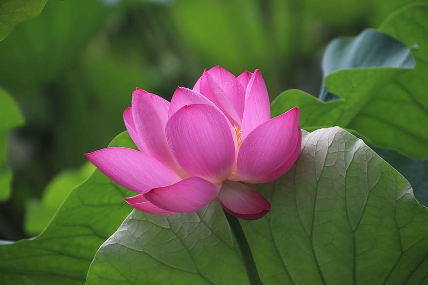 lotosas, gėlė, rožinė gėlė, rožiniai žiedlapiai, augalų, vandens lelija, vandens augalų, flora, žydi, pobūdį, Iš arti