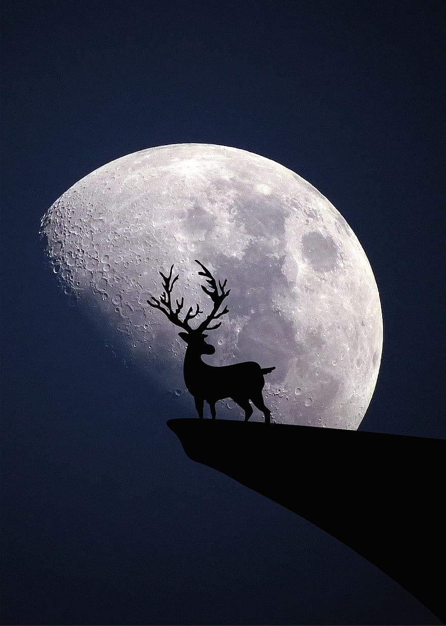 dyr, hjort, måne, nat, måneskin, dyreliv, arter, silhuet, mørk, baggrundsbelyst, baggrunde
