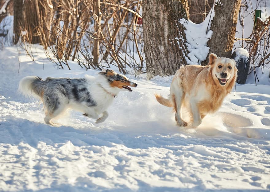 dyr, hund, labrador, vinter, Spille, hunde, kæledyr, sne, renraset hund, nuttet, husdyr