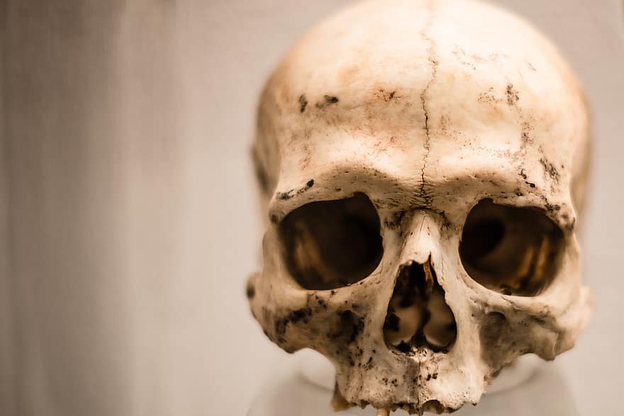 czaszka, człowiek, przerażenie, szkielet, śmierć, straszny, kość, głowa, strach, nie żyje, halloween