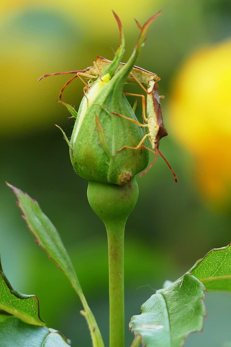 kumbang, bug, serangga, pasangan, taman, kuntum bunga mawar