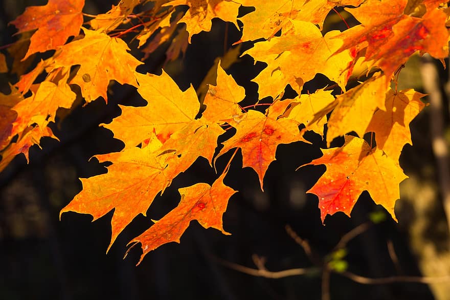 klon, jesień, odchodzi, listowie, jesienne liście, kolory jesieni, sezon jesienny, spadek liści, spadek kolorów, pomarańczowe liście, Natura