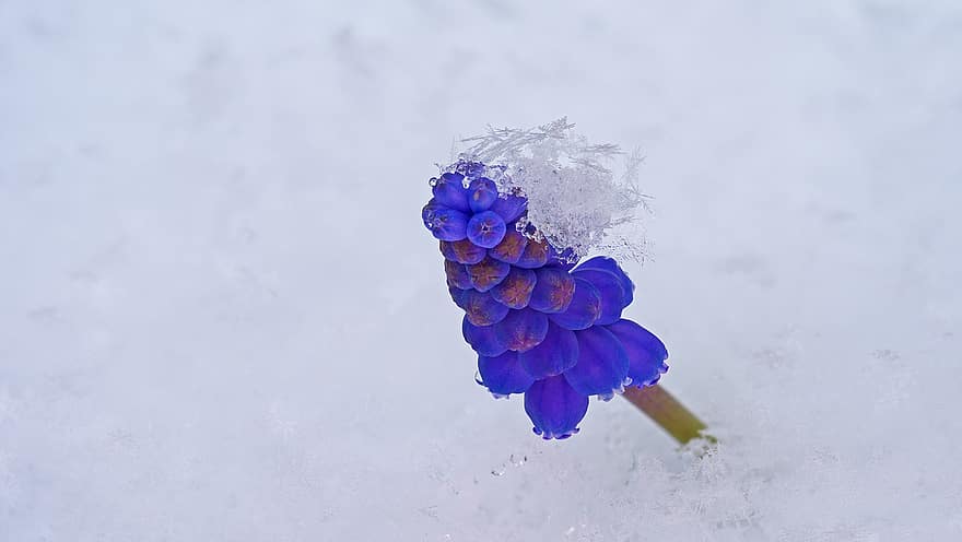 gėlė, hiacintas, sniegas, žiedas, žydi, žiemą, makro, Iš arti, augalų, mėlyna, lapai