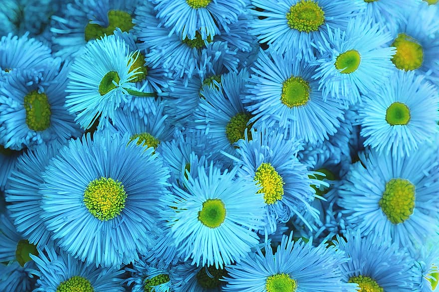asters, kukat, sinisiä kukkia, terälehdet, sininen terälehti, kukinta, kukka, kasvisto, kasvit, sininen, taustat