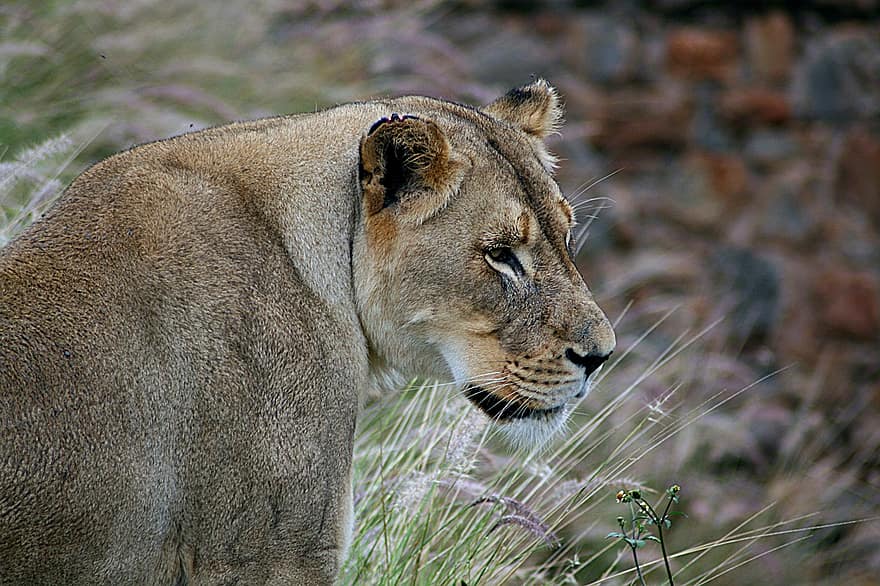 leona, felino, Gato grande, gato salvaje, salvaje, animal salvaje, desierto, animal, mamífero, mundo animal, fauna silvestre