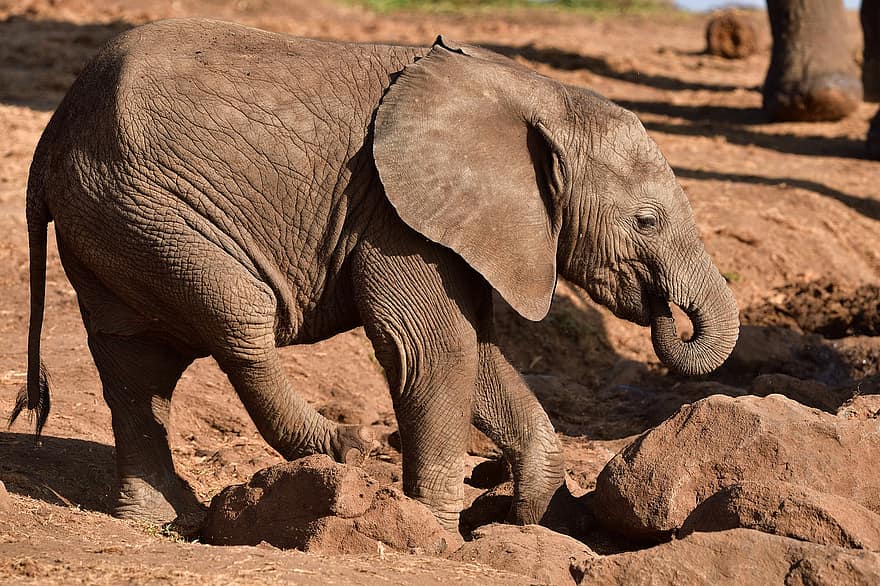 éléphant d'Afrique, animal, mammifère, bébé, Loxodonta africana, animal sauvage, faune, région sauvage, la nature, lewa, Kenya