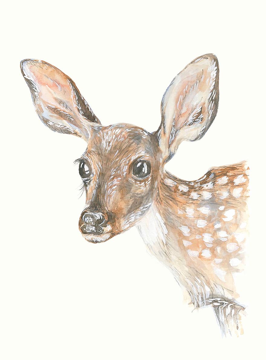 Deer, Fawn, Painting, Watercolour, Animal, Drawing, illustration, cute, rabbit, pets, animals in the wild