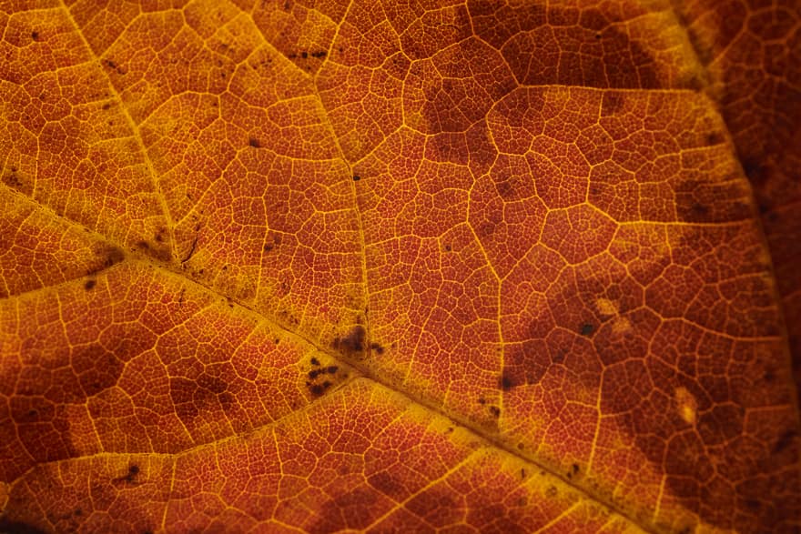 spadek, liść, tło, abstrakcyjny, Natura, październik, wrzesień, jesień, roślina, drzewo, wibrujący