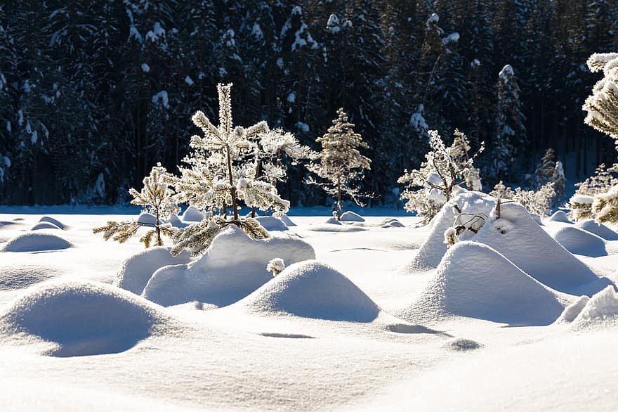 zăpadă, brazii, de puieți, de iarnă, iarnă, acoperit cu zăpadă, pin, bruma, îngheţ, geros, winterscape