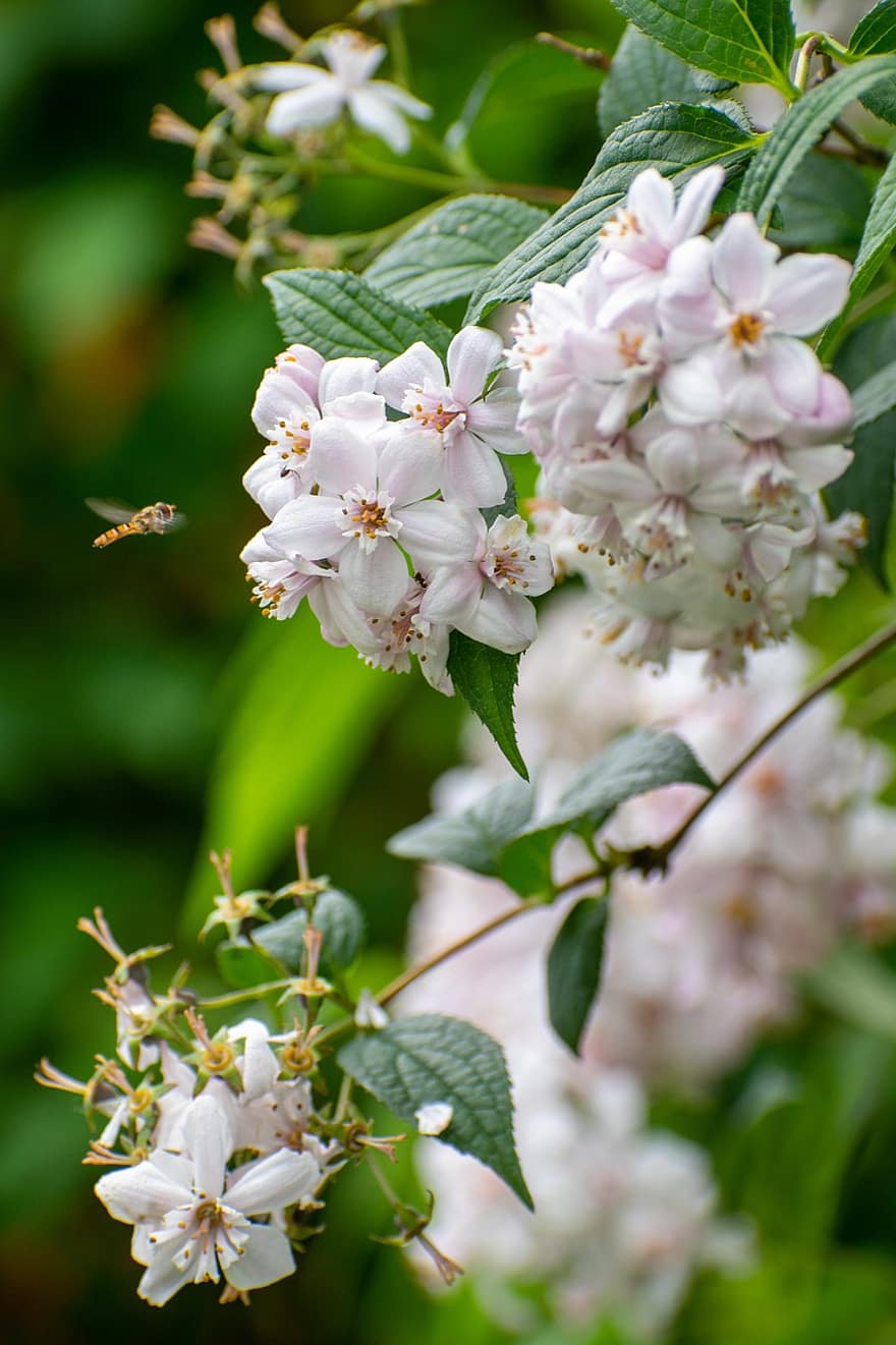 hover fly, insectă, arbust, flori, grădină, vară, abordare, nectar, polenizare, zbor, aripă