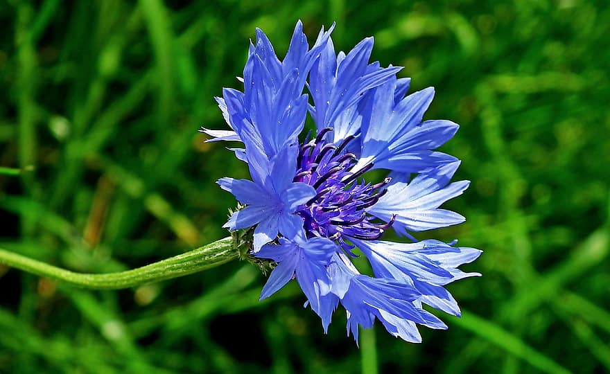 fleur, bleuet, jardin, la nature