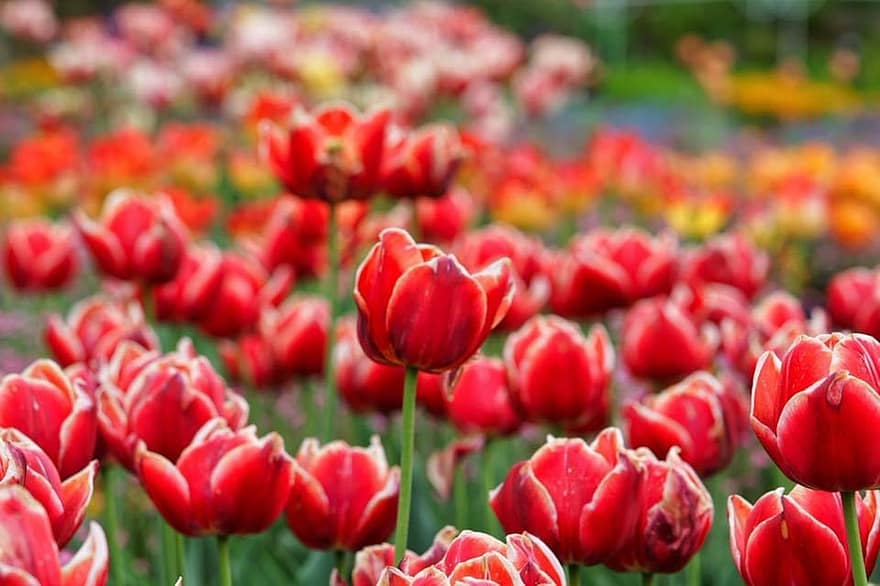 tulipanes, rojo, primavera, jardín, naturaleza, campo, vistoso