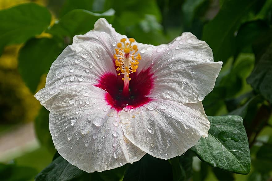 fleur, hibiscus blanc, fleur blanche, des gouttes de rosée, gouttes de pluie, la nature