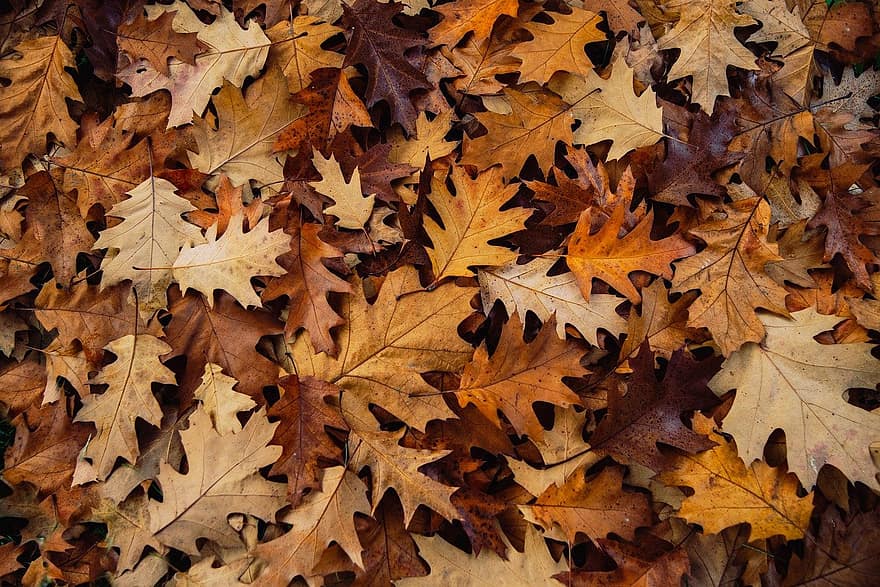 foglie cadute, autunno, le foglie, fogliame, foglie d'autunno, fogliame autunnale, colori autunnali, stagione autunnale, natura