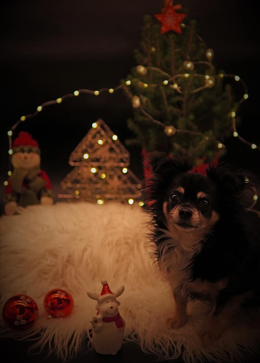 Коледа, весели празници, коледна картичка, Чихуахуа, куче, животно, сладък, Коледна украса, коледни топки, Коледна звезда, декември
