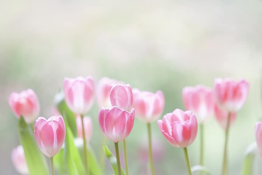 tulipaner, blomster, eng, blomsterseng, flora, forår, have, natur, planter, schnittblume