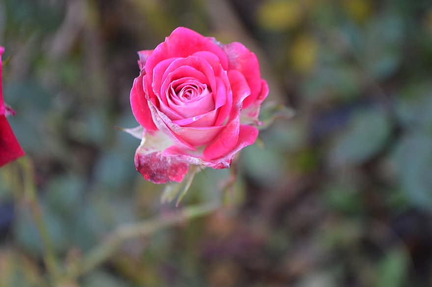 Rosa, rosado, flor, Rosa rosada, flor rosa, pétalos de rosa, pétalos, floración, flora, floricultura, horticultura